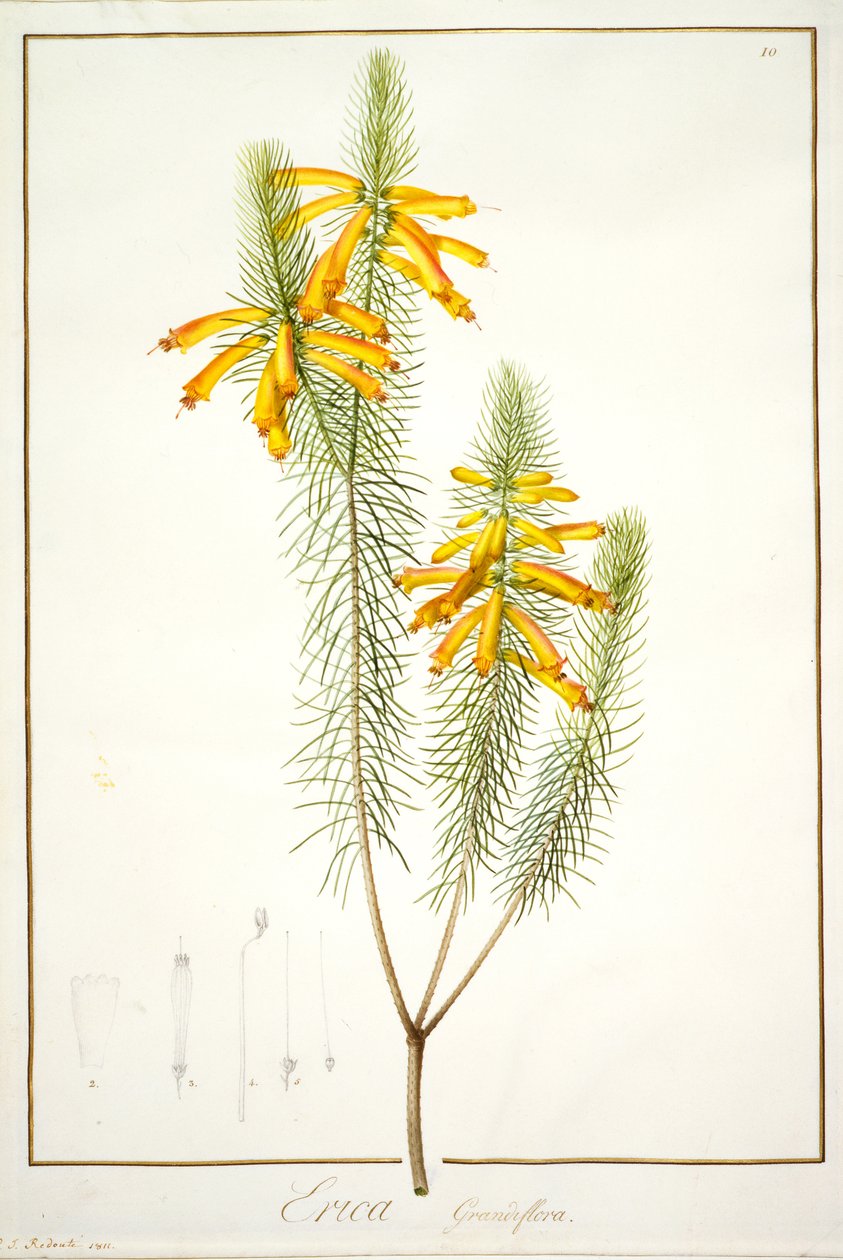 Erica Grandiflora, 1811 (parşömen üzerinde grafit izleri üzerinde wc ve gövde rengi) by Pierre Joseph Redouté
