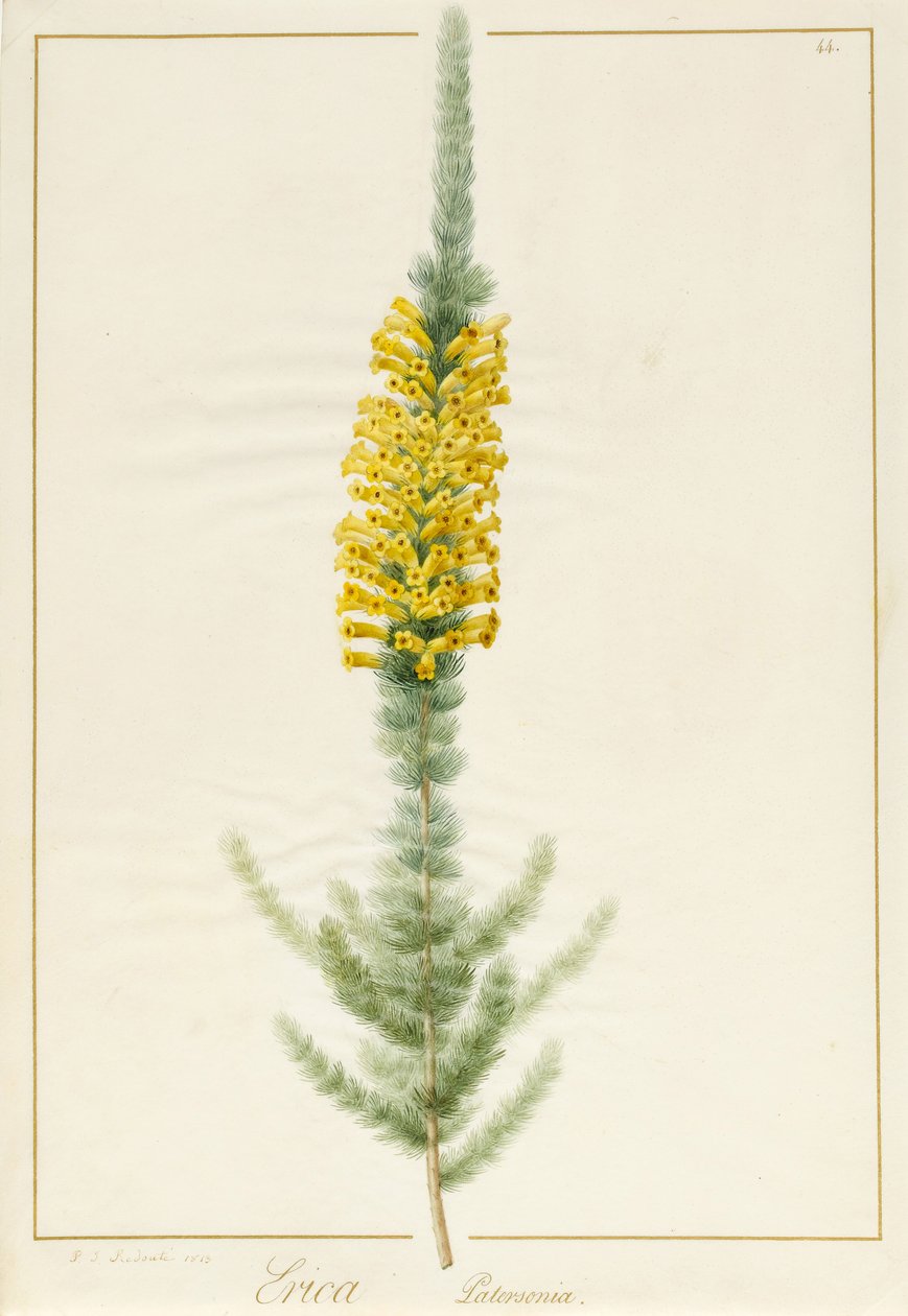 Erica Patersonia, 1813 (parşömen üzerine grafit üzerine tuvalet ve vücut rengi) by Pierre Joseph Redouté