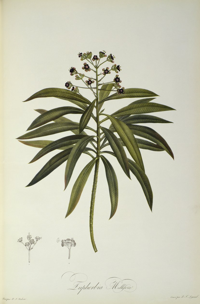 Euphorbia Mellifera, from `Le Jardin de la Malmaison
