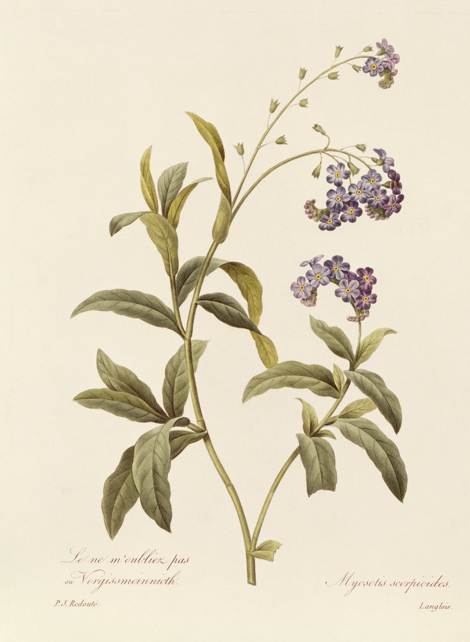Unutma beni (renkli gravür) by Pierre Joseph Redouté