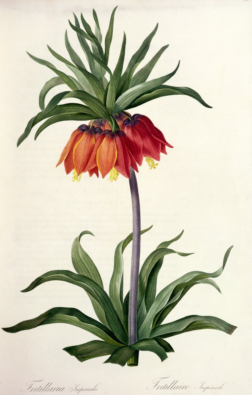 Fritillaria Imperialis, "Les Lilacees", 1802-8 by Pierre Joseph Redouté