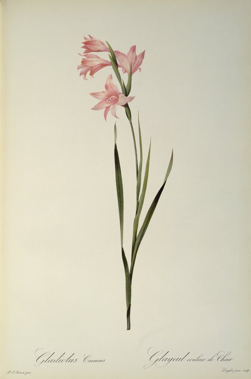Gladiolus Carneus, `Les liliacees