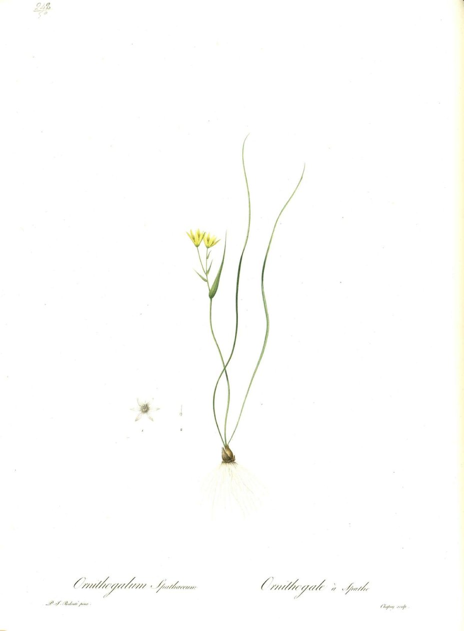 Gagea spathacea (Orijinal Ornithogalum spathaceum) çizimi by Pierre Joseph Redouté