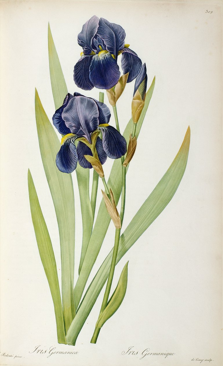 Iris Germanica, "Les Liliacees"den, 1805 by Pierre Joseph Redouté