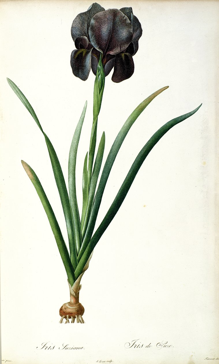 Iris Luxiana, "Les Liliacees"den, 1805 by Pierre Joseph Redouté
