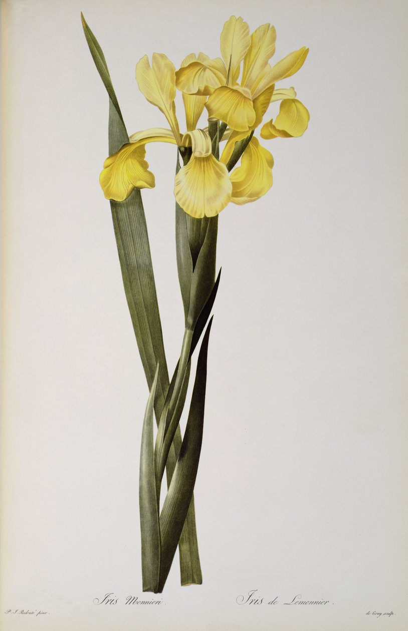 Iris Monnieri, "Les Liliacees"den, 1808 by Pierre Joseph Redouté
