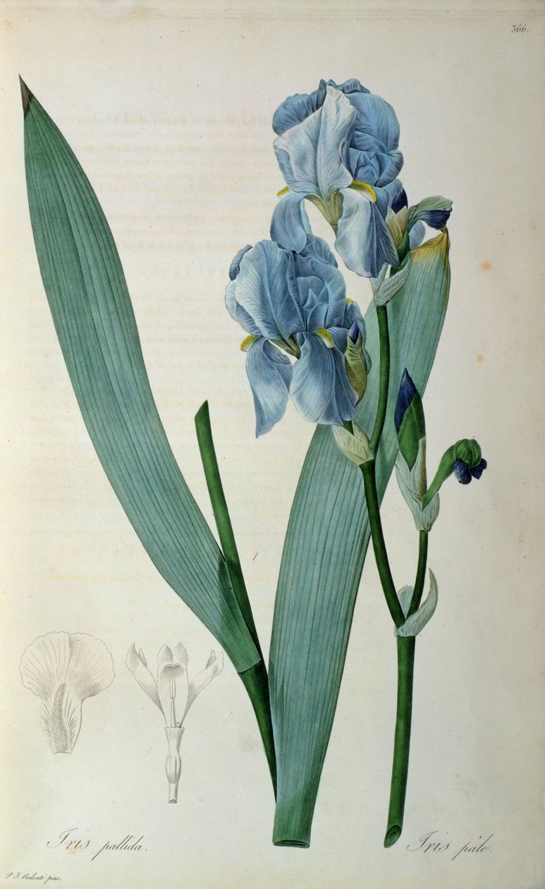 Iris Pallida, 