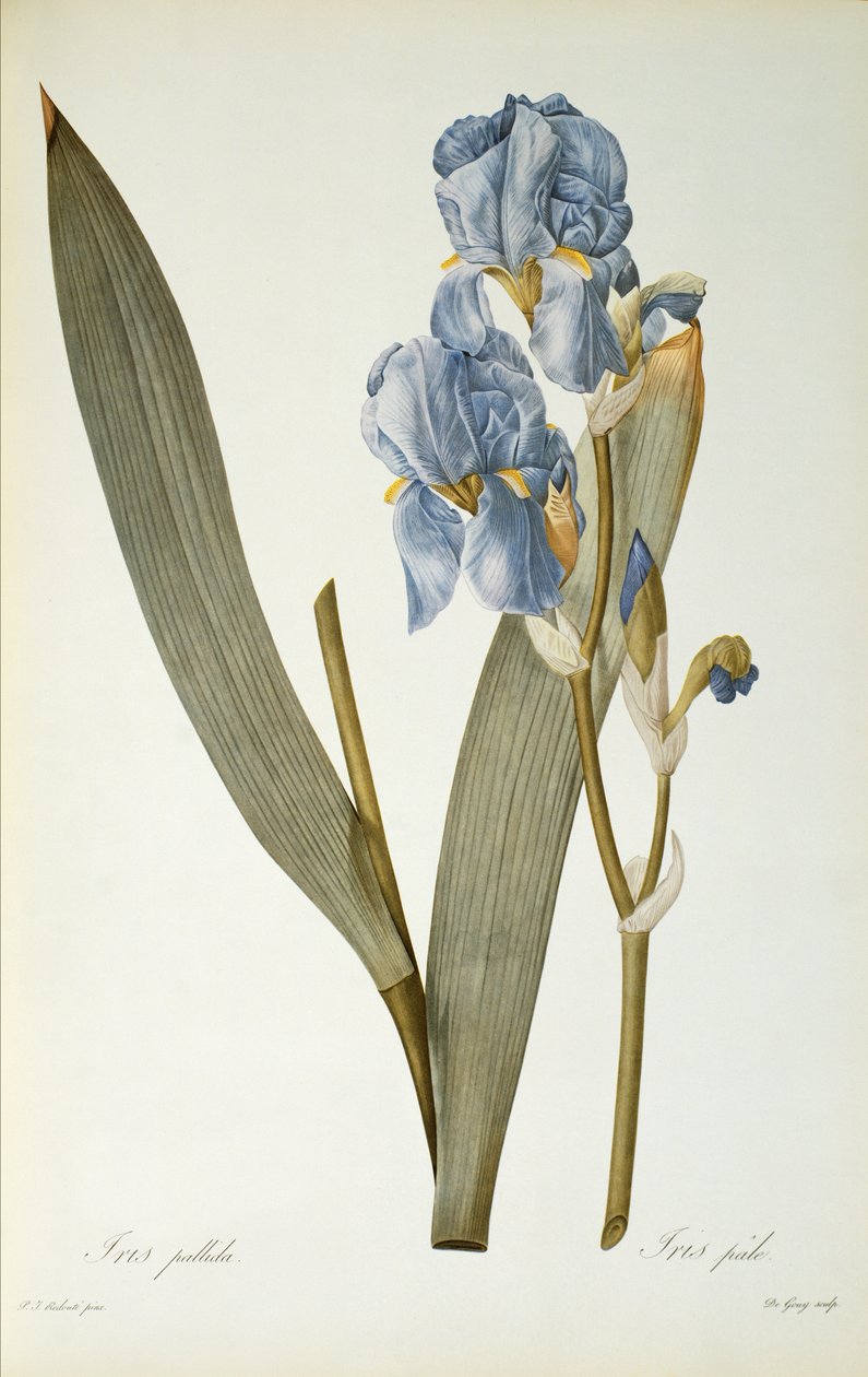 İris pallida, `Les Liliacearum