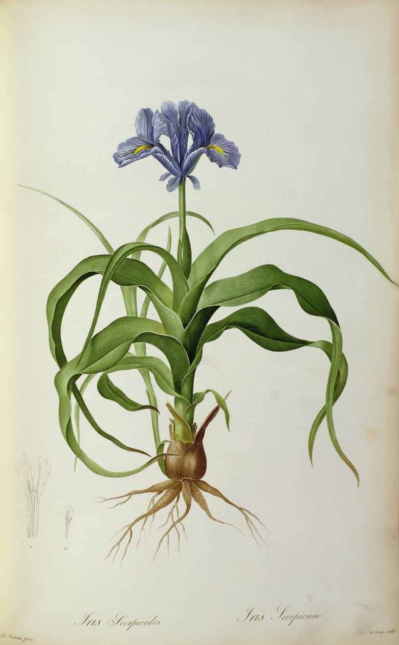 "Les Liliacees"den İris Scorpioides, 1805 by Pierre Joseph Redouté