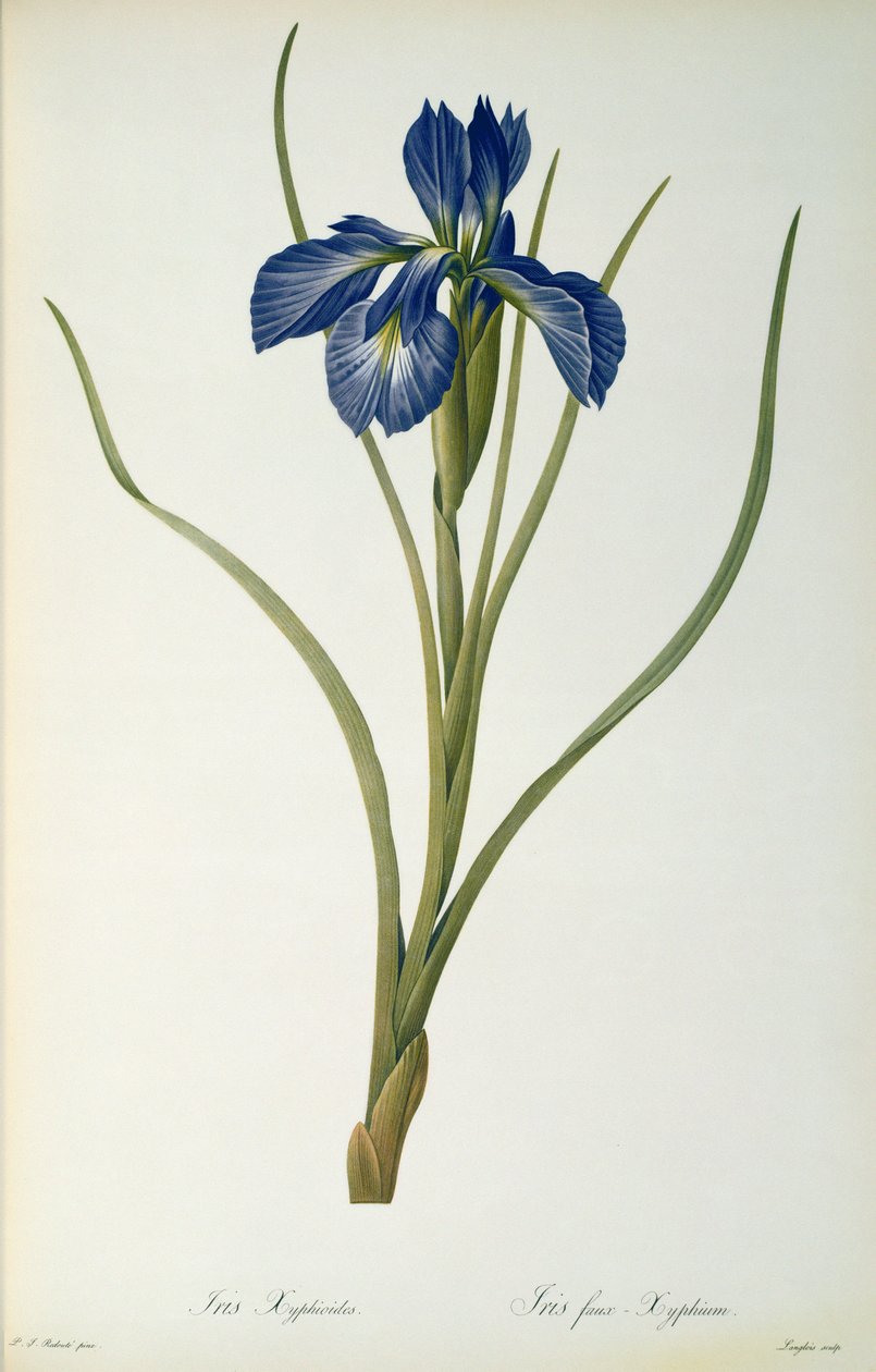 Iris Xyphioides, "Les Liliacees"den, 1808 by Pierre Joseph Redouté