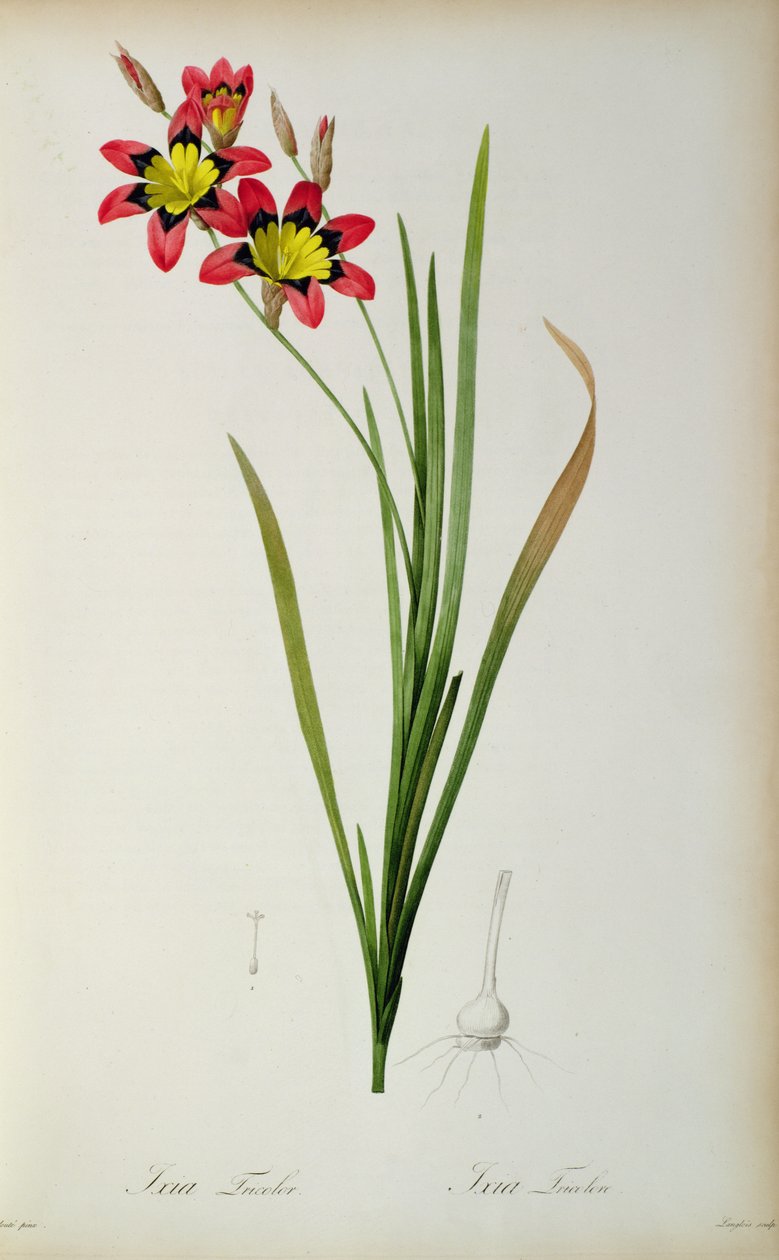 çarmıha germe by Pierre Joseph Redouté