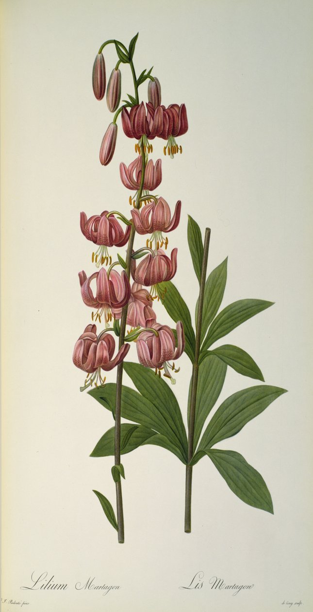 Lilium Martagon, `Les Liliacees