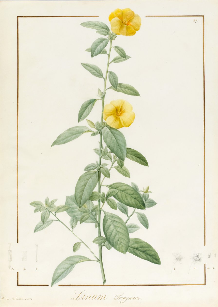 Linium Trigynum, 1813 (parşömen üzerinde grafit izleri üzerinde wc ve gövde rengi) by Pierre Joseph Redouté