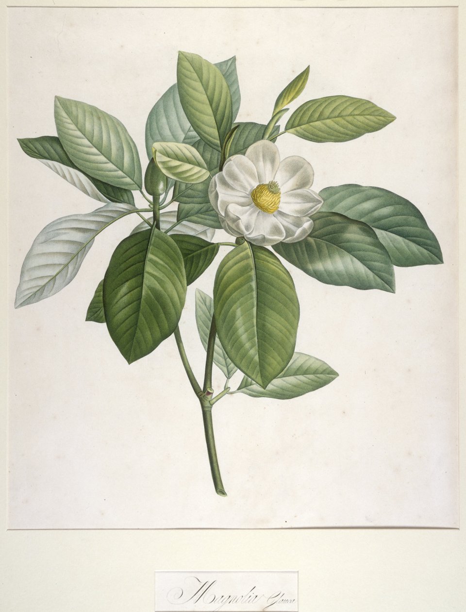 Manolya Glauca, Malmaison ve Navarre