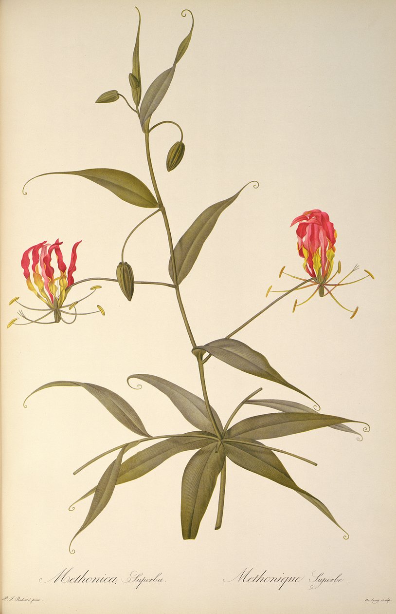 Methonica Superba, "Les Liliacees"den, 1809 by Pierre Joseph Redouté