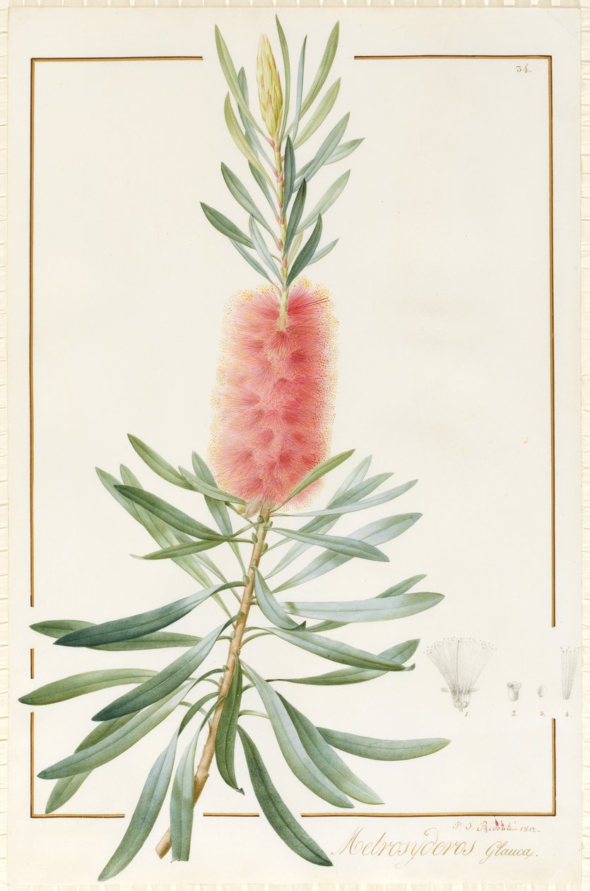 Metrosyderos Glauca, 1812 (klozet ve gövde rengi parşömen üzerine grafit üzeri) by Pierre Joseph Redouté