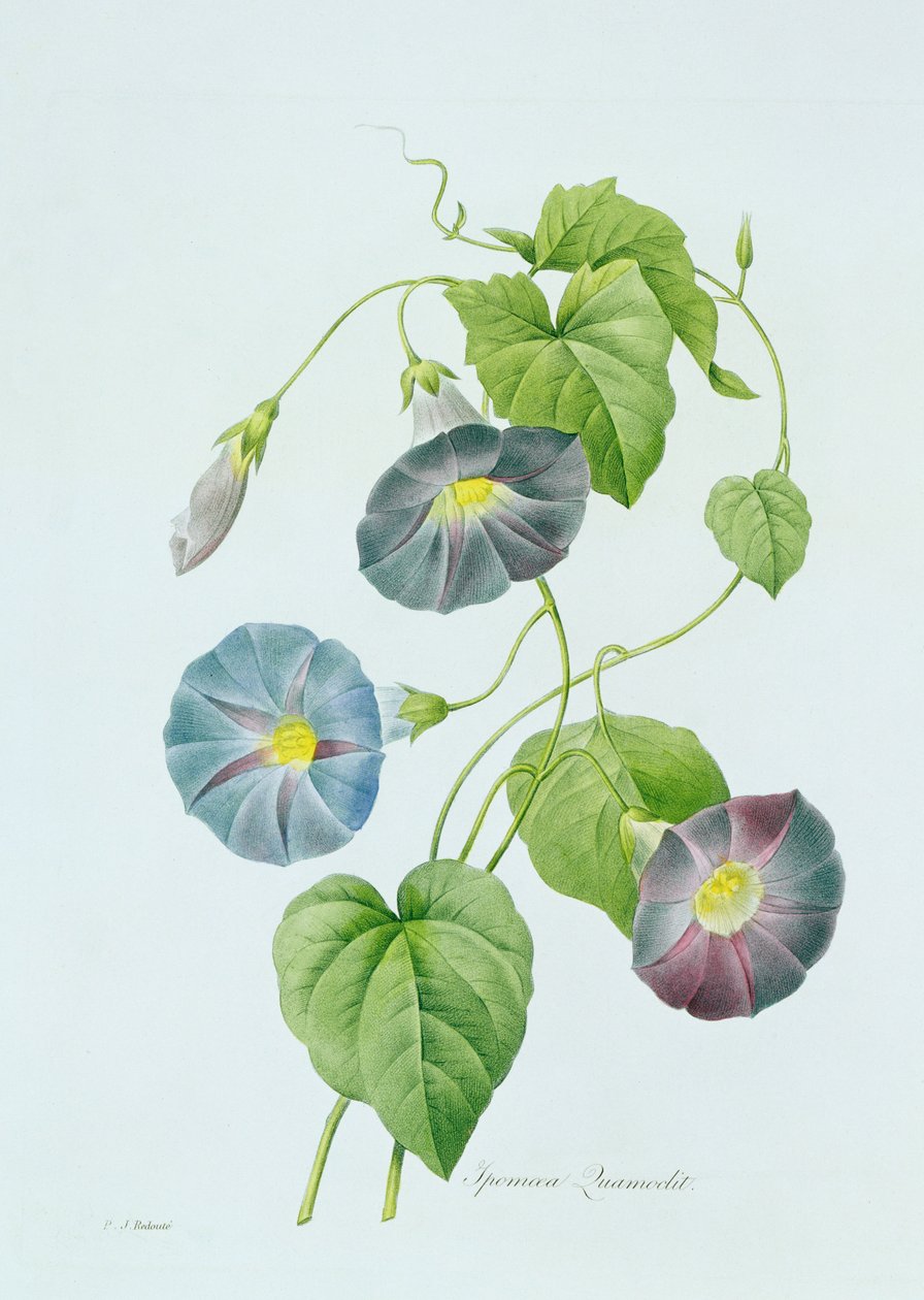 Morning Glory (renkli gravür) by Pierre Joseph Redouté