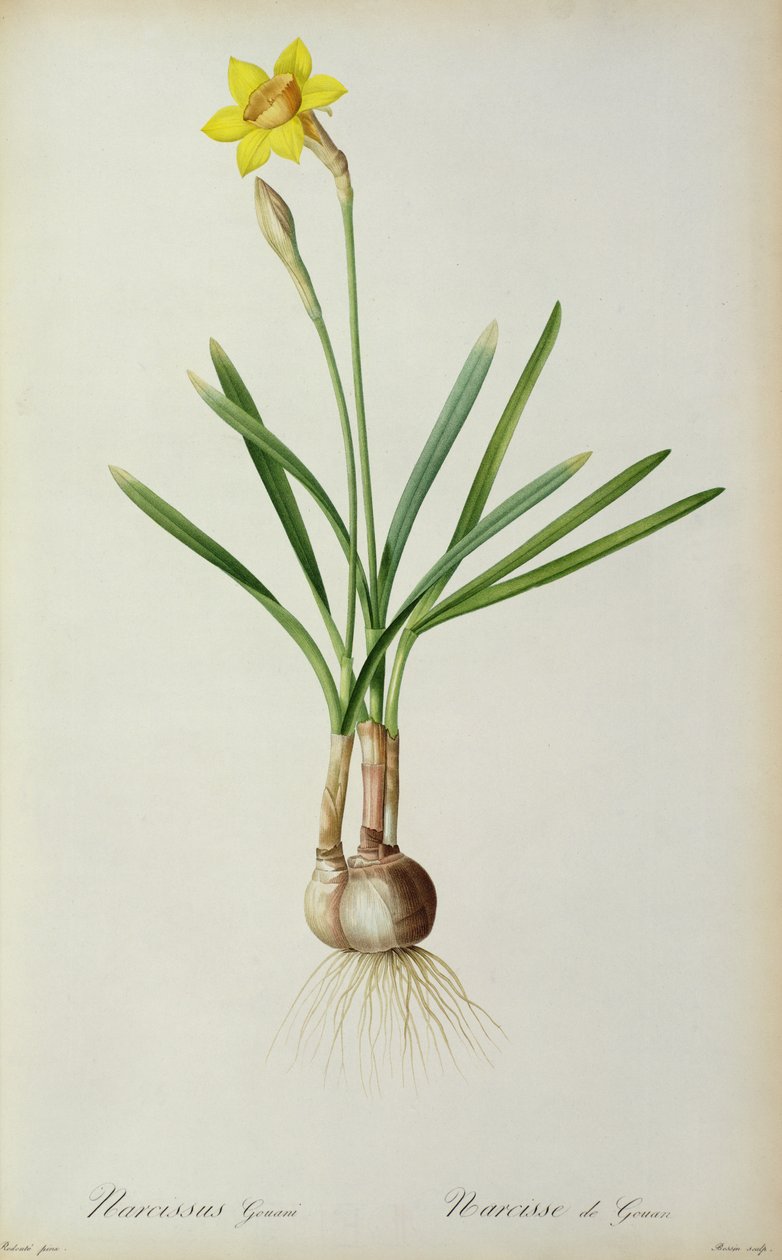 Narcissus Gouani, "Les Liliacees"den, 1805 by Pierre Joseph Redouté