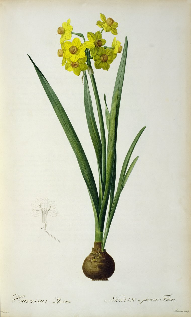 Nergis Lazetta, Christoph Jakob Trew