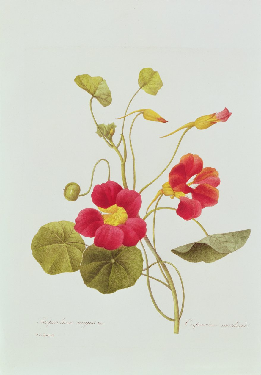 Nasturtium (renkli gravür) by Pierre Joseph Redouté