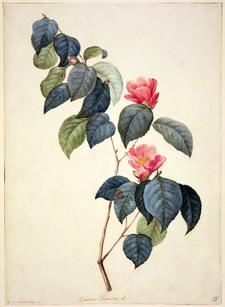 PD.21-1960 Camellia Japonica, 1793 by Pierre Joseph Redouté