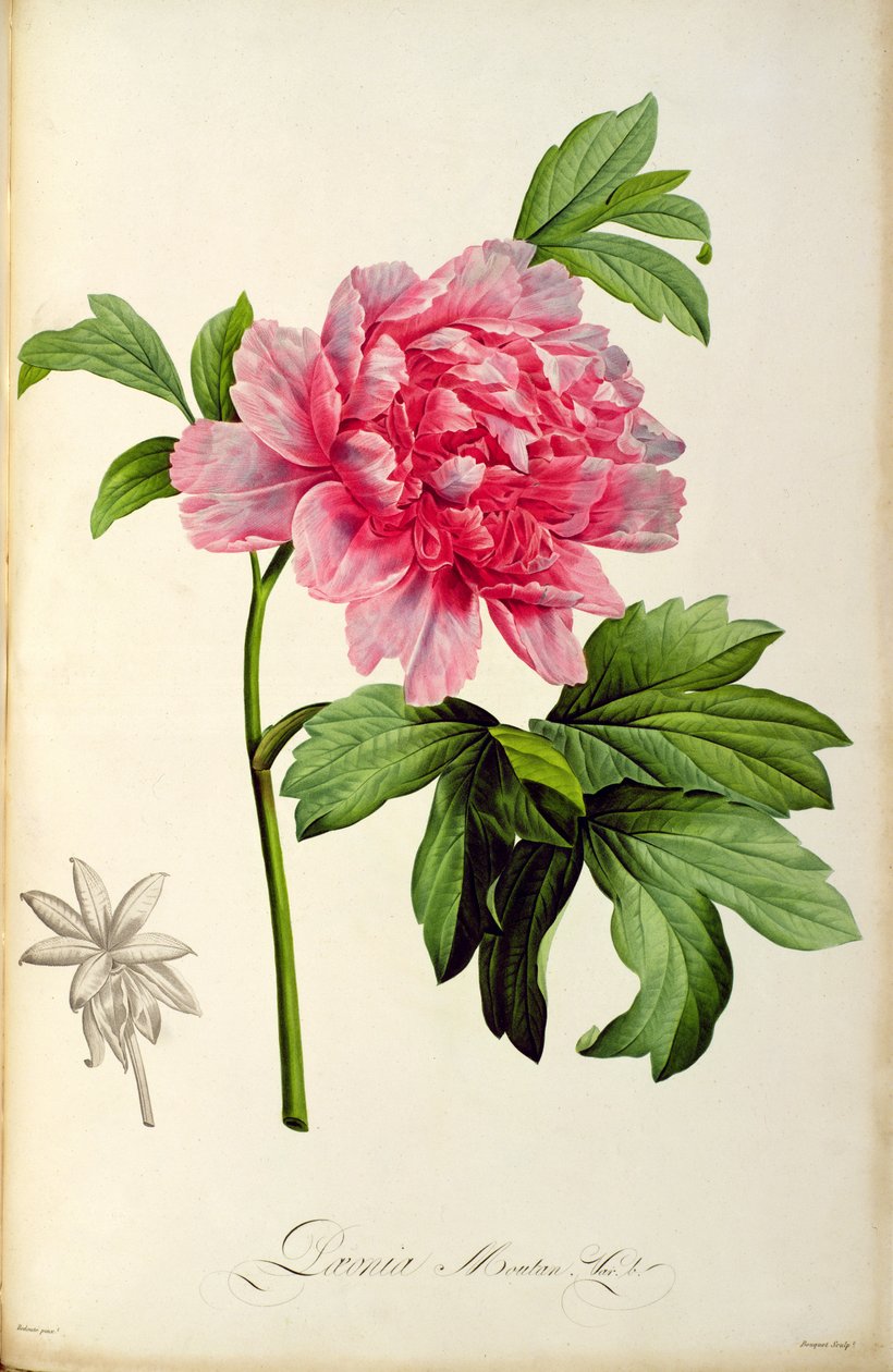 Paeonia Moutan, c.1799 (el renkli gravür) by Pierre Joseph Redouté