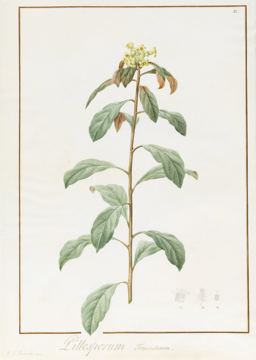 Paeonia Moutan var. B. Paeonia Suffruticosa, 1812 (parşömen üzerinde grafit izleri üzerinde Arap zamkı ile wc) by Pierre Joseph Redouté