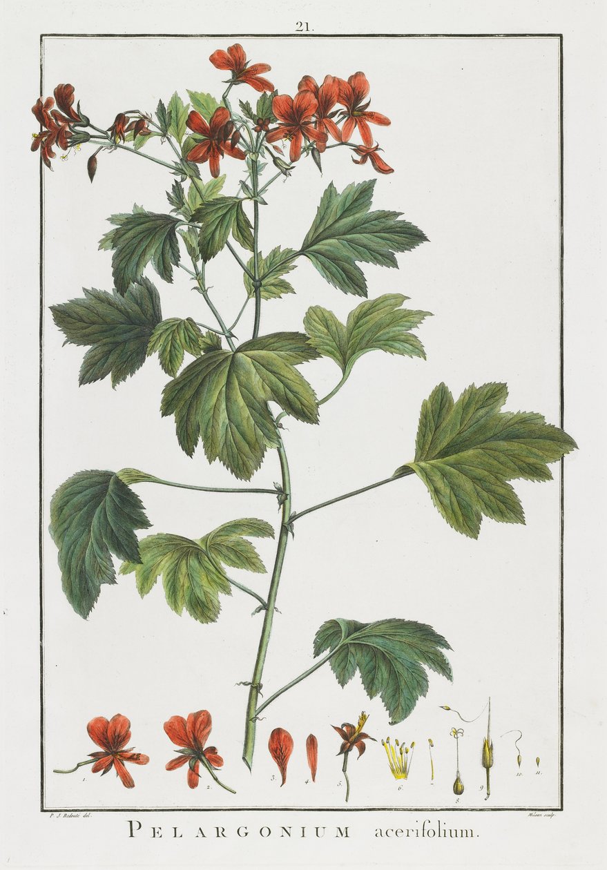 Pelargonium acerifolium, Geraniology