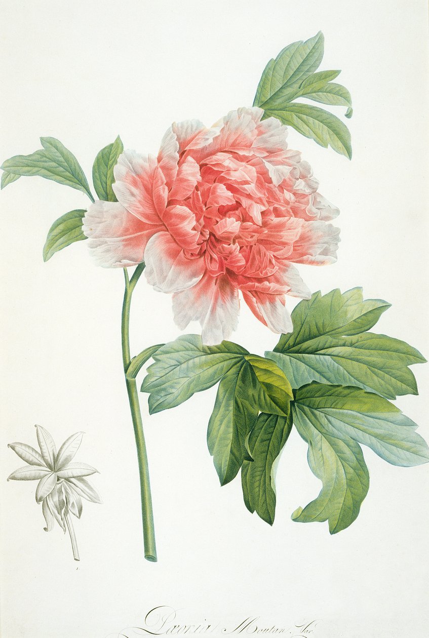 Şakayık, 1799 (renkli noktalı baskı) by Pierre Joseph Redouté