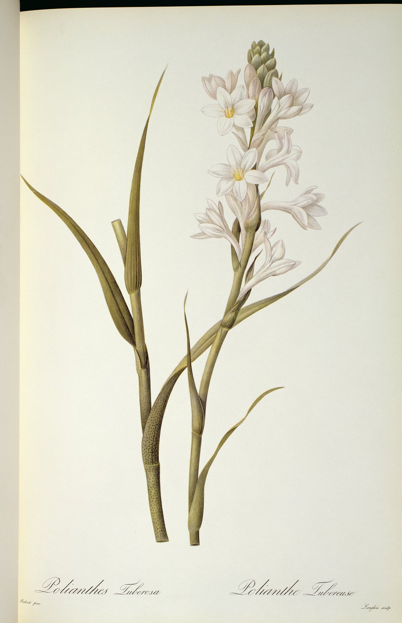 Polianthes Tuberosa, from `Les Liliacees