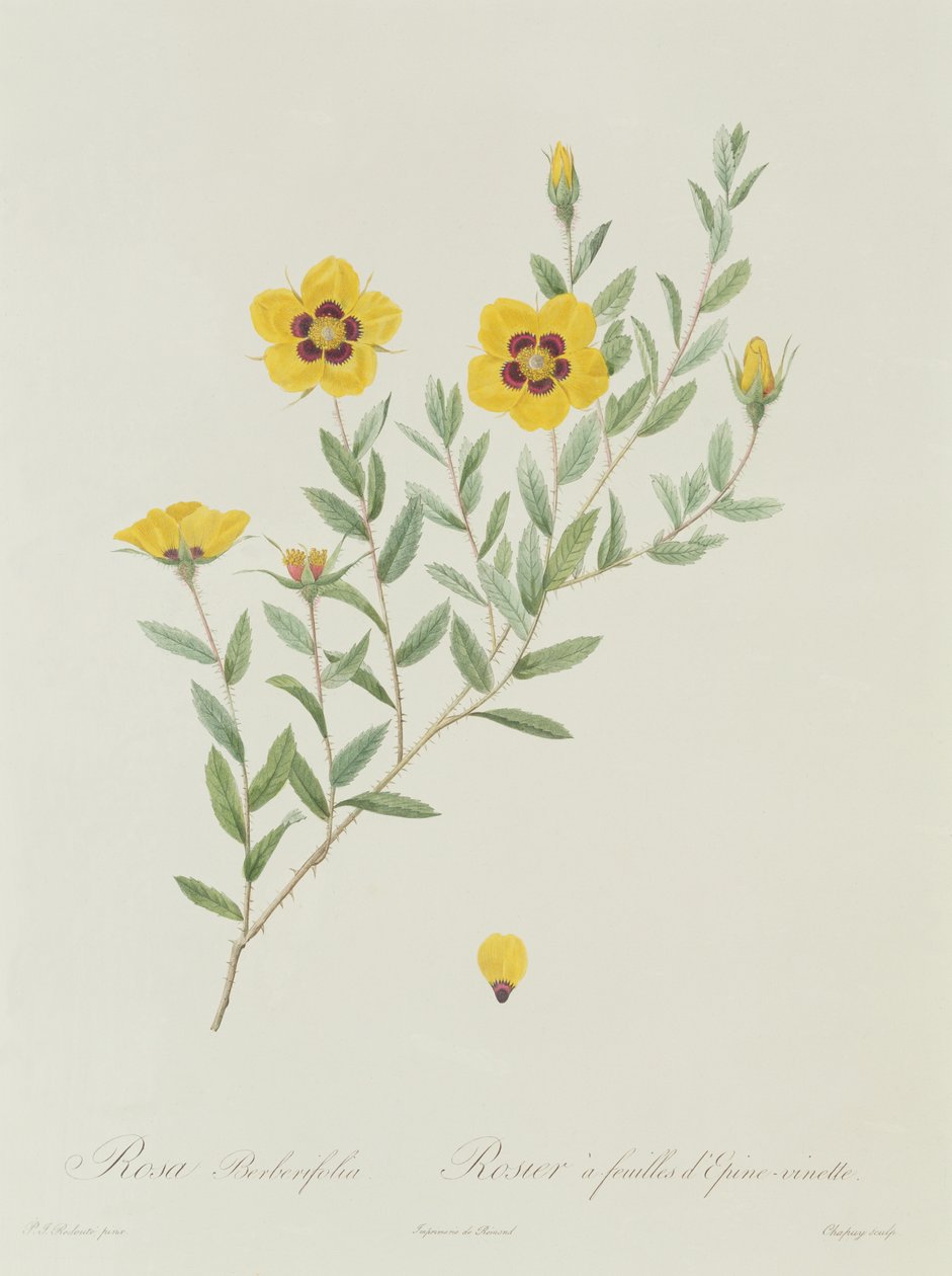 Rosa Berberifolia by Pierre Joseph Redouté