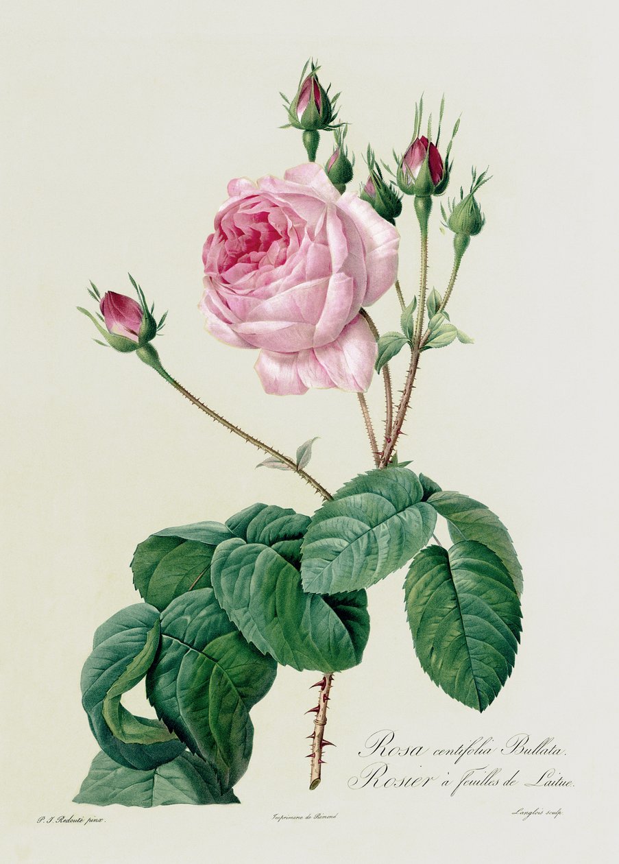 Rosa Centifolia Bullata, 