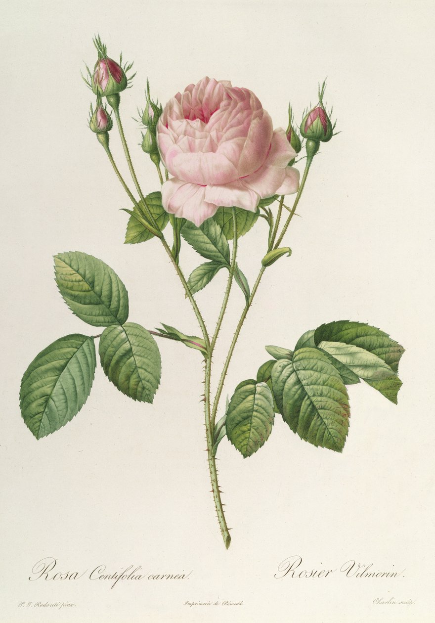 Rosa Centifolia Carnea, 