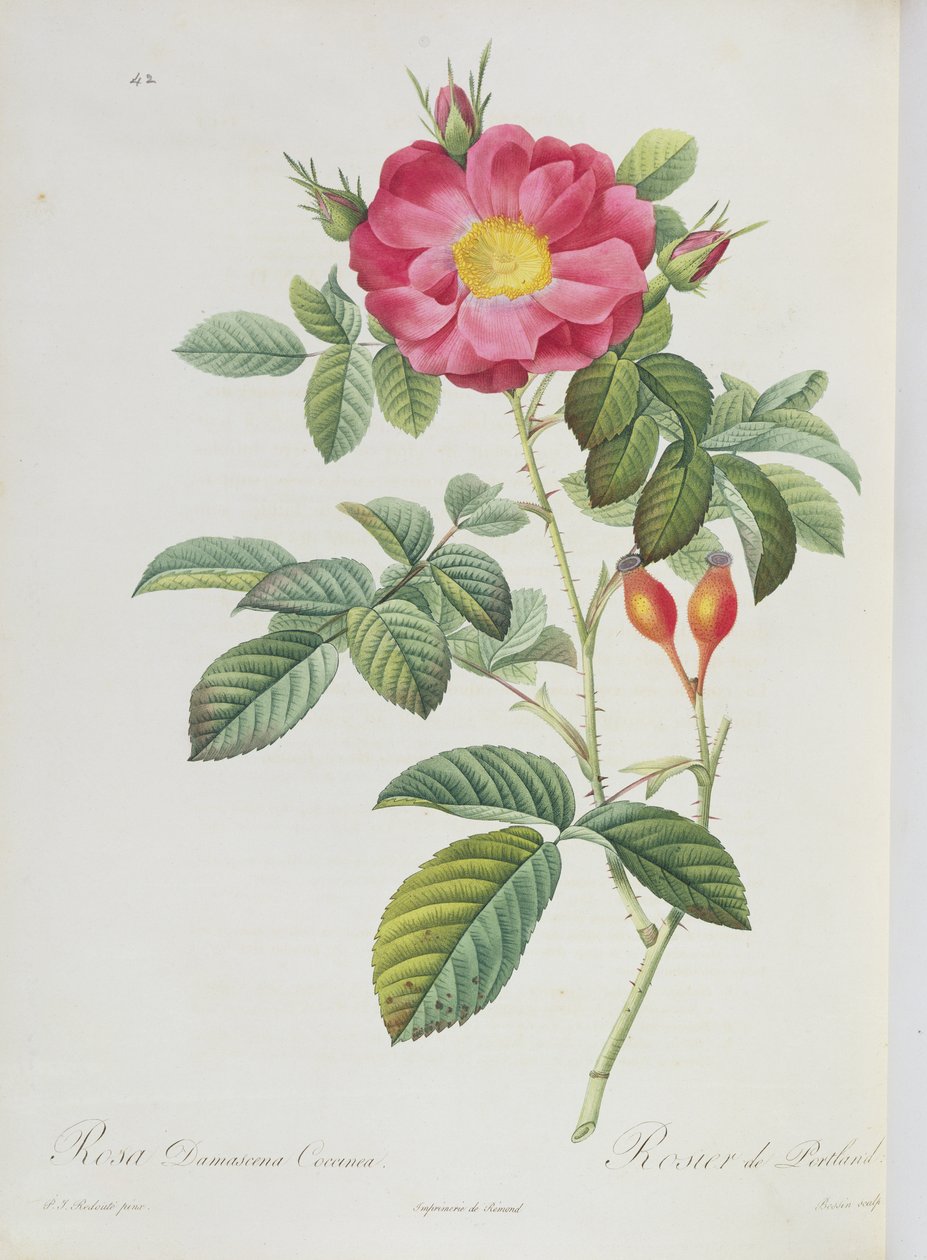 Rosa Damascena, 