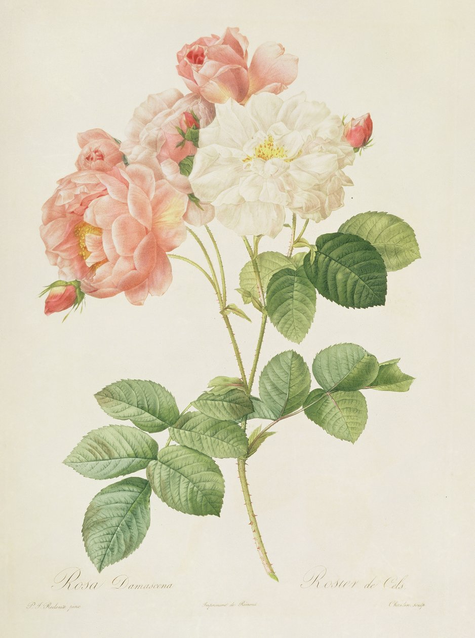 Rosa Damascena, 
