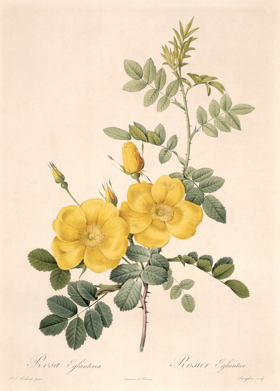 rosa eglanteria by Pierre Joseph Redouté