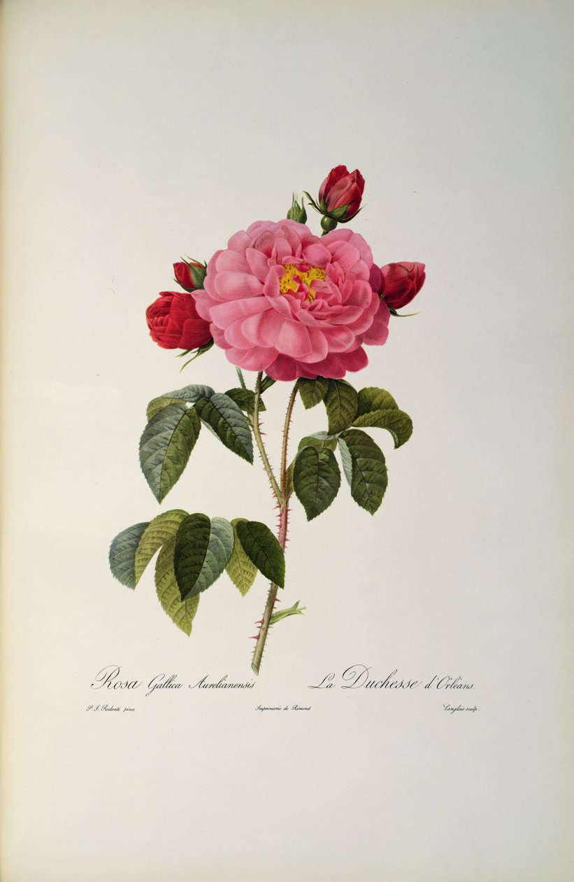 Rosa Gallica Aurelianensis veya Orleans Düşesi, 