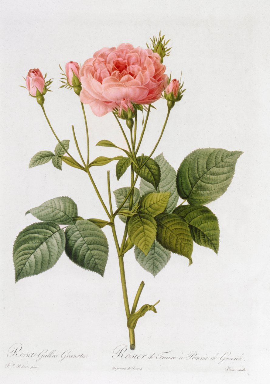Rosa Gallica Granatus, 