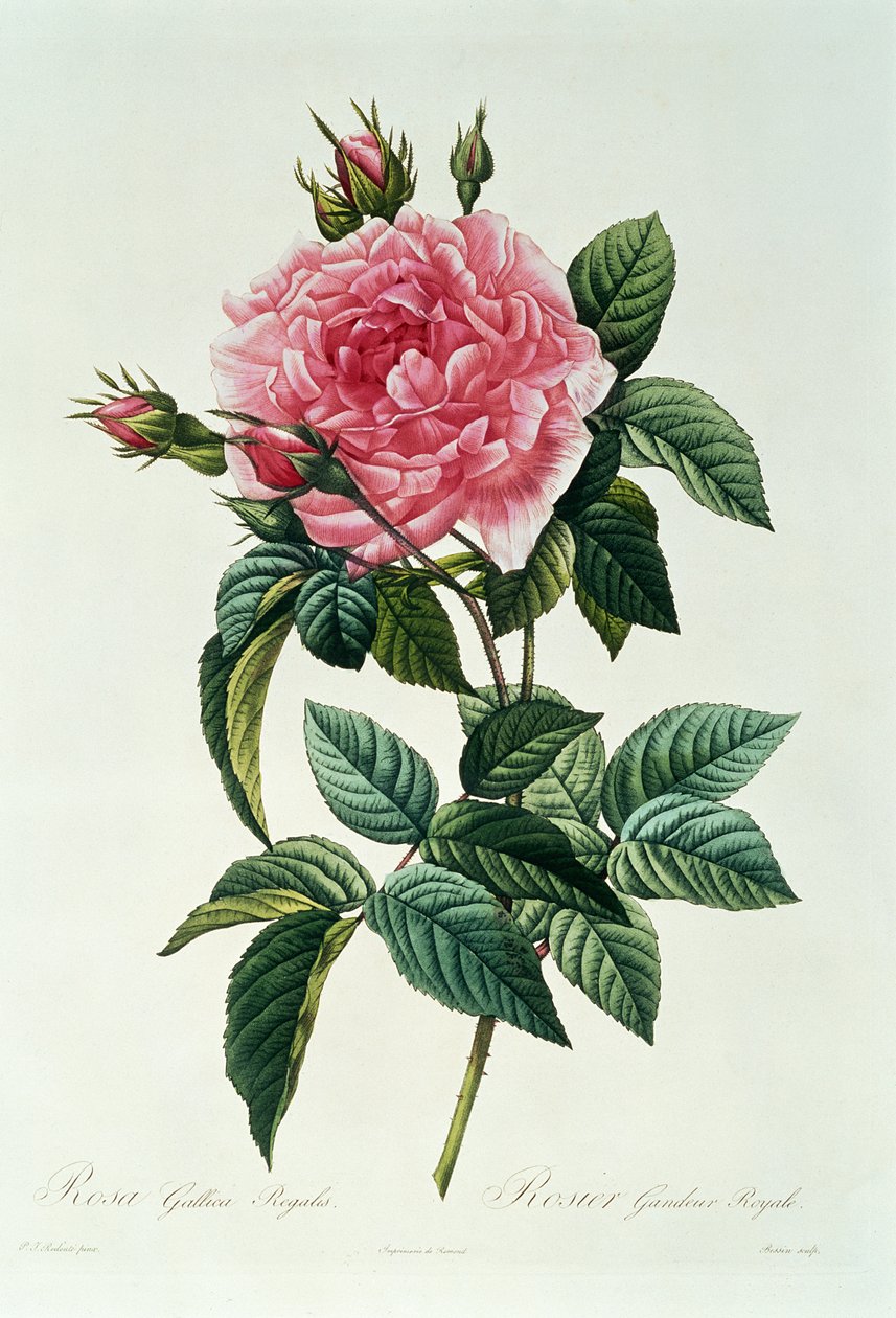 Fransız Kraliyet Gülü by Pierre Joseph Redouté