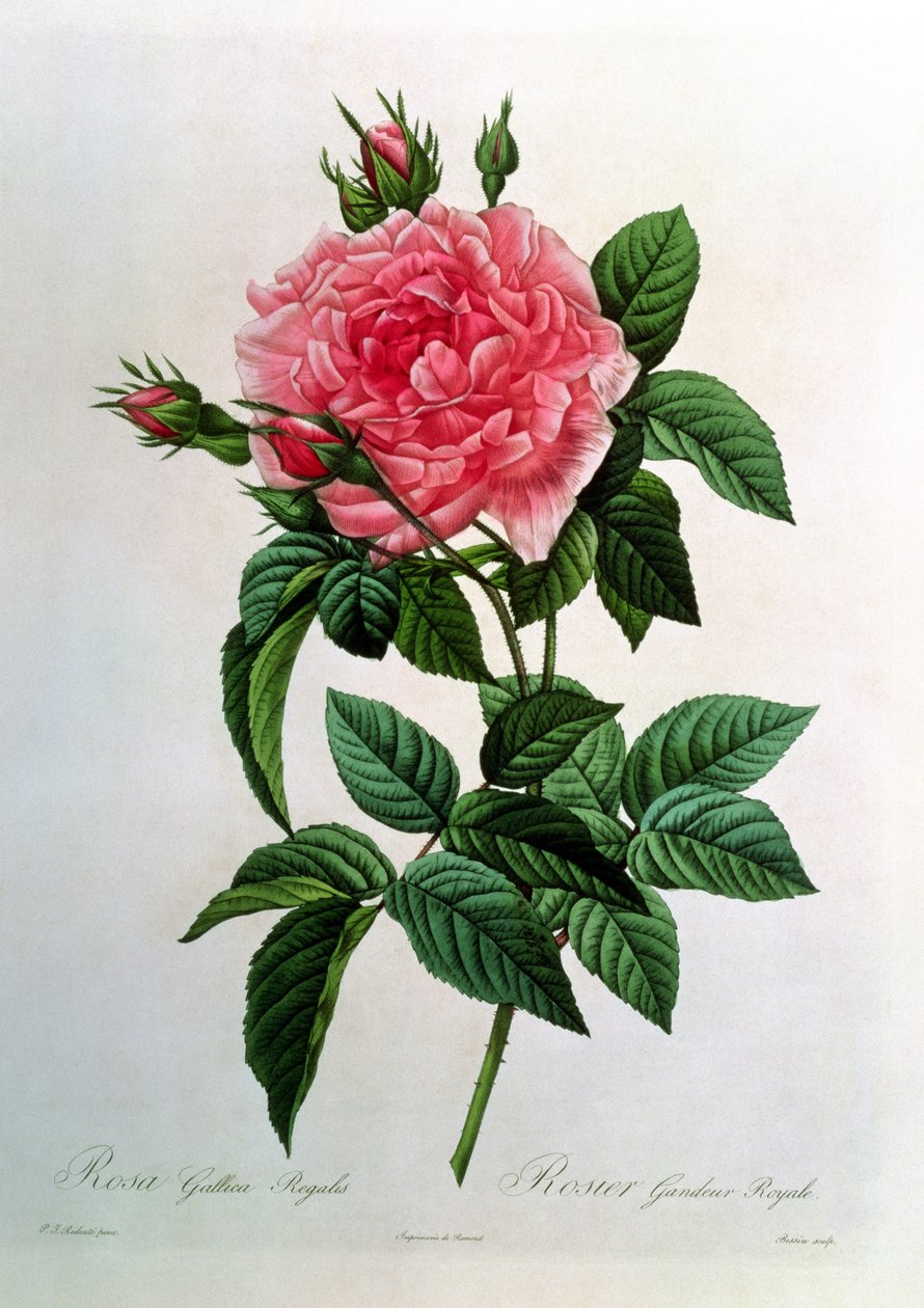 Rosa Gallica Regallis, 