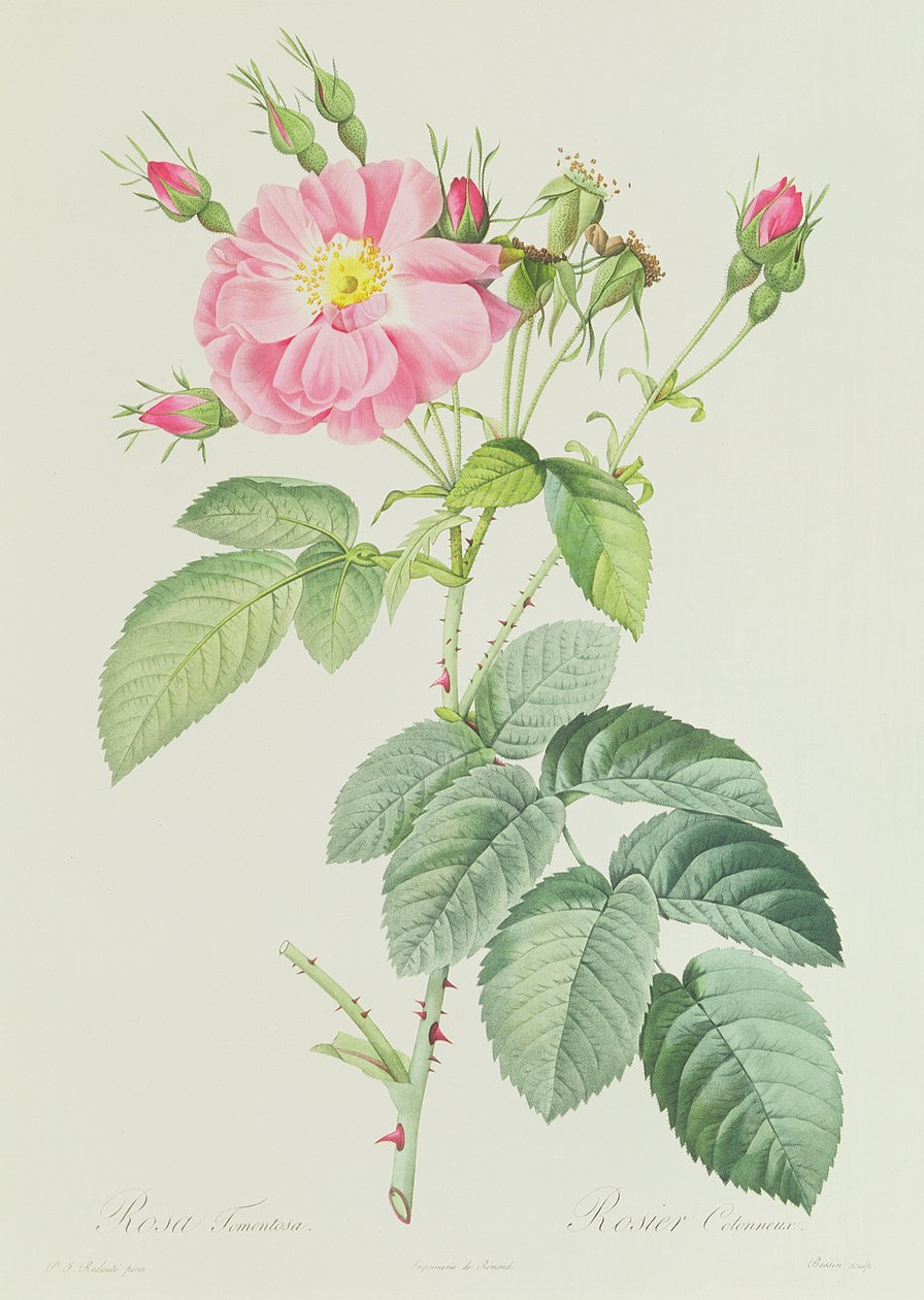 Gül Fransız Rosea Flora by Pierre Joseph Redouté