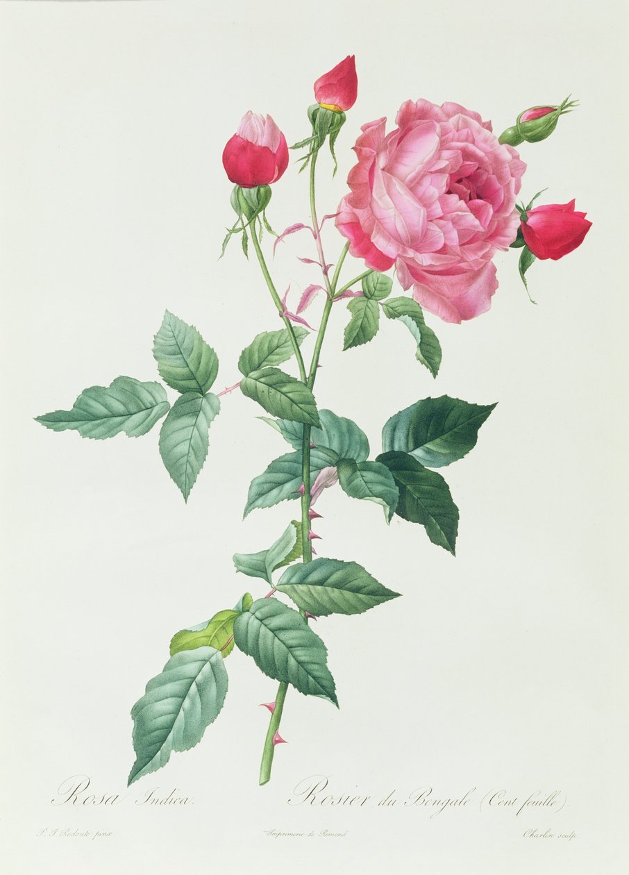 Indica Pembe by Pierre Joseph Redouté