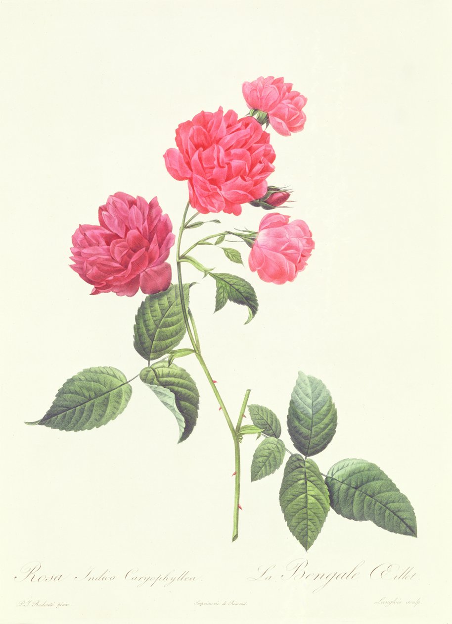 Rosa Indica Karyofillea by Pierre Joseph Redouté