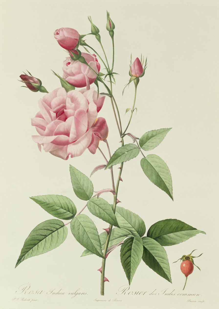 Rosa Indica Vulgaris by Pierre Joseph Redouté