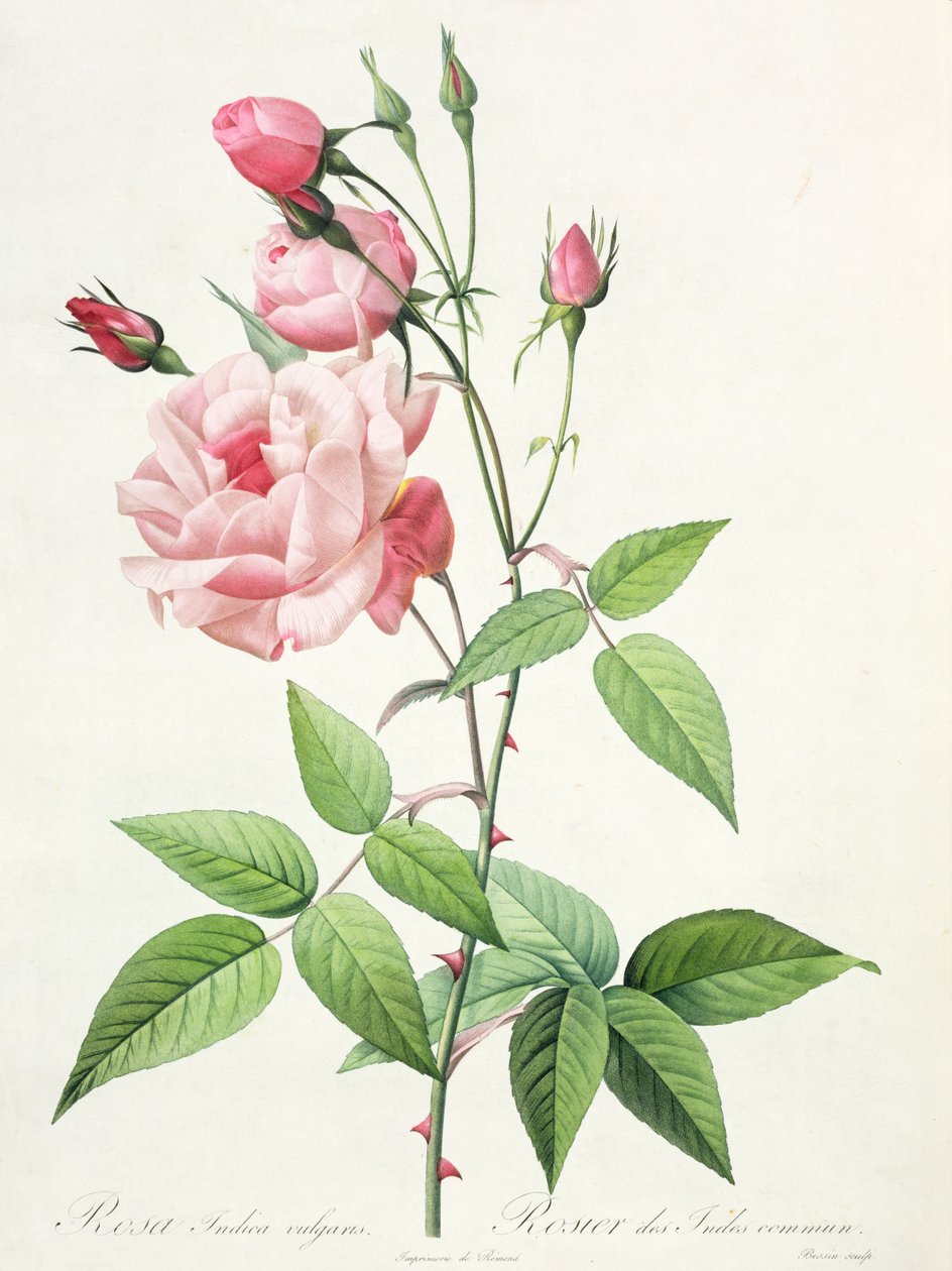 Bessin tarafından oyulmuş Rosa Indica Vulgaris, 