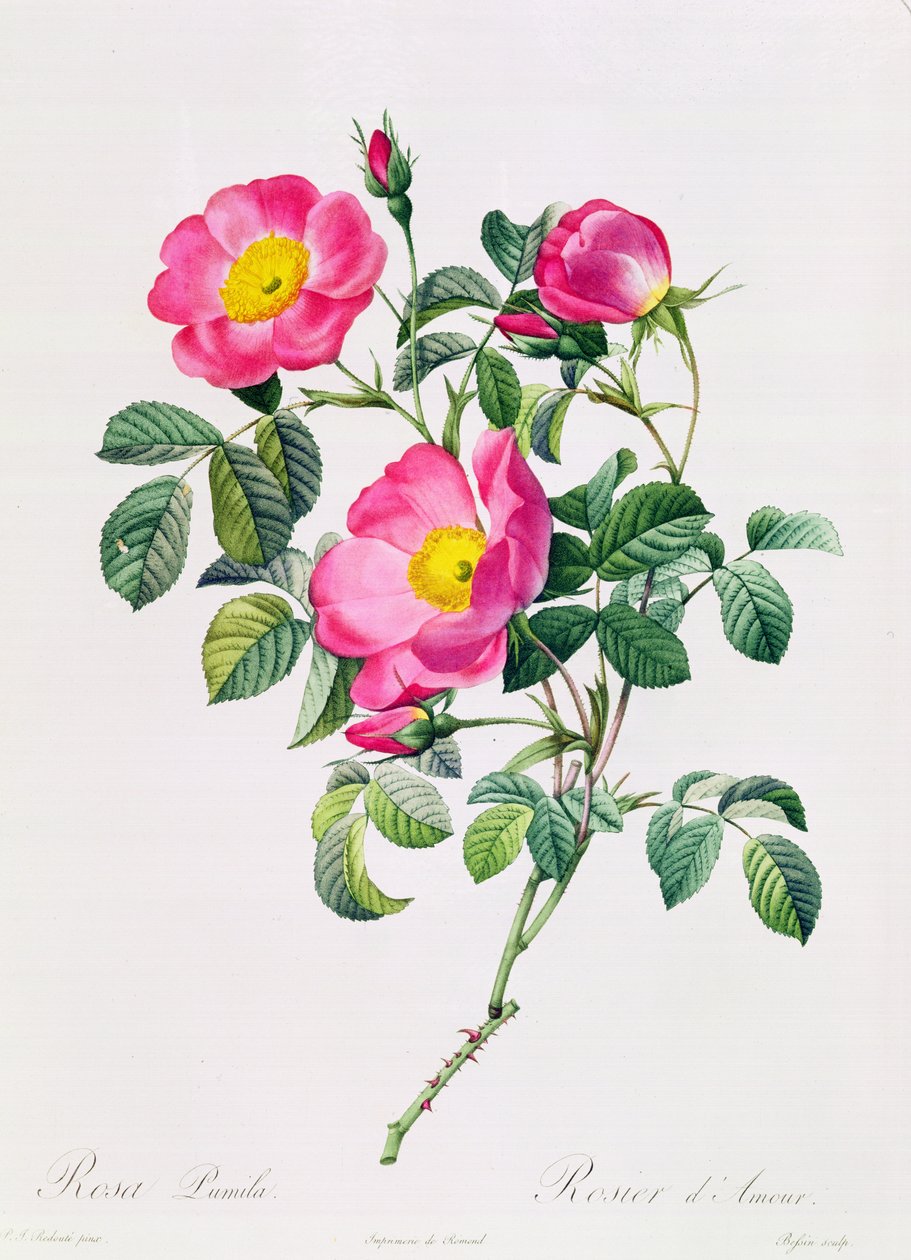 Pembe Lumila by Pierre Joseph Redouté