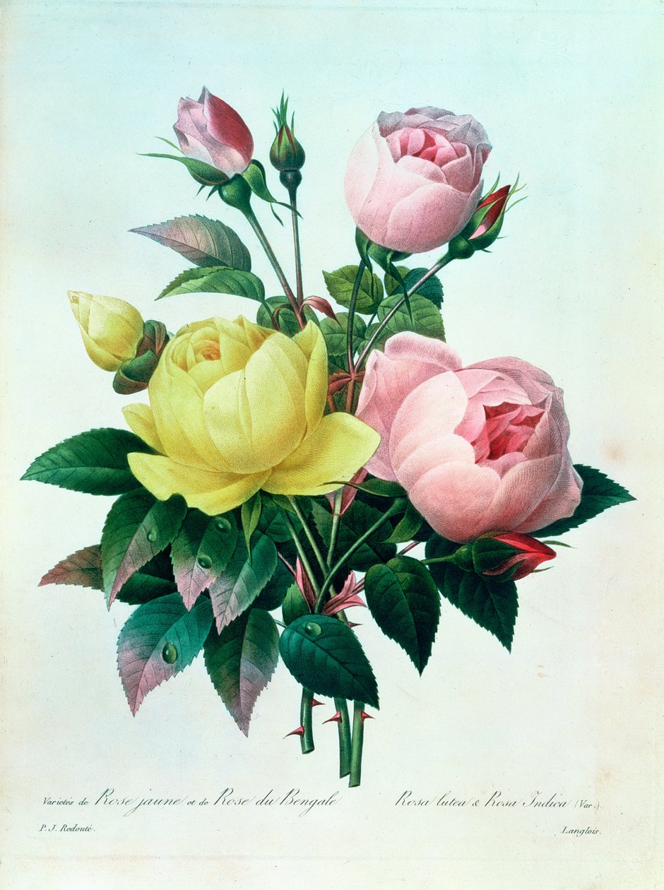 Rosa Lutea ve Rosa Indica, 