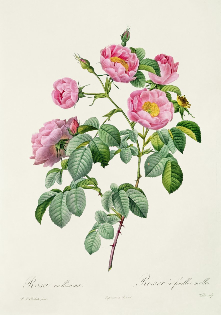 Rosa Mollissima, Claude Antoine Thory (1757-1827) tarafından 