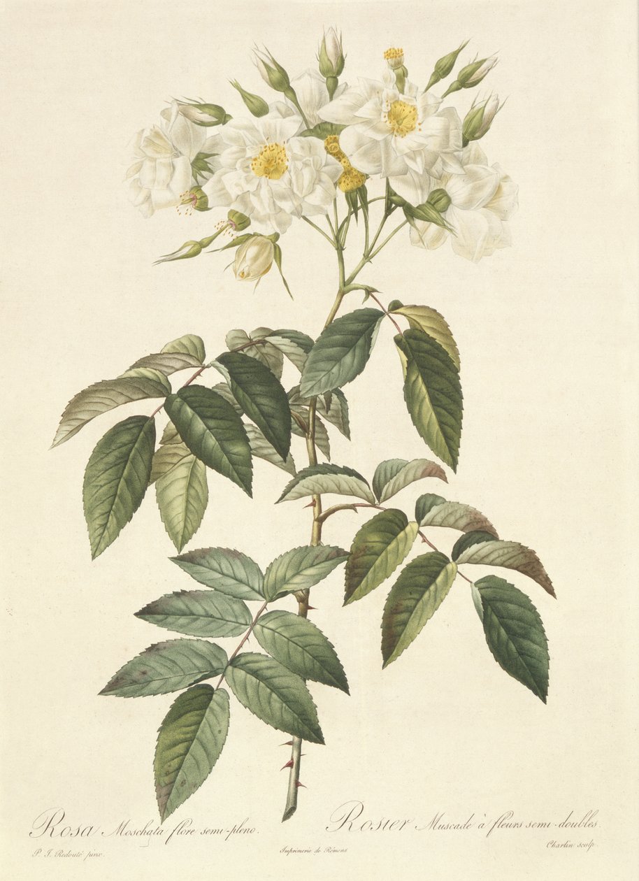 Rosa Moschata Flora Yarı-Pleno by Pierre Joseph Redouté