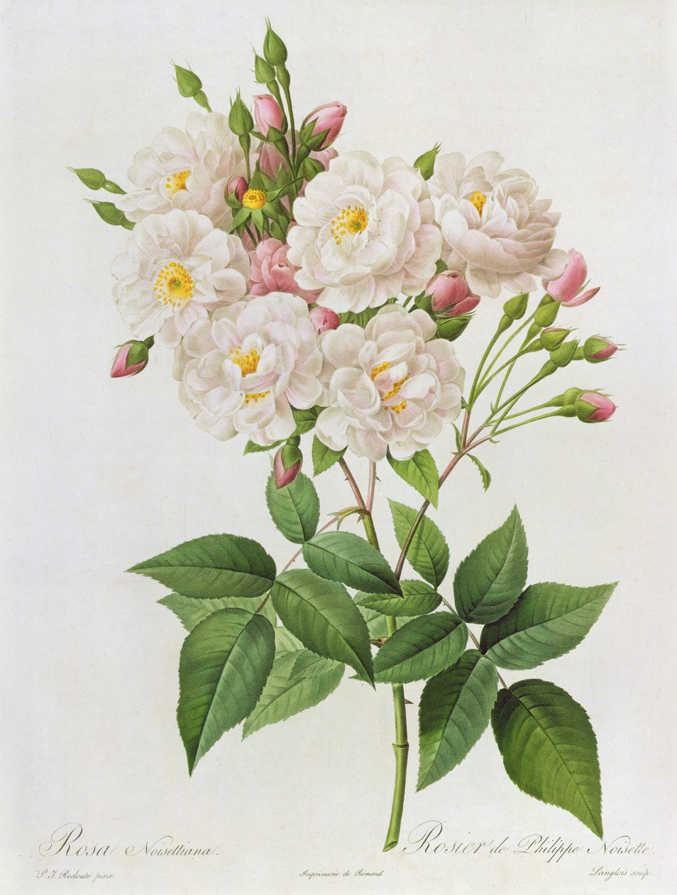 Rosa Noisettiana, 
